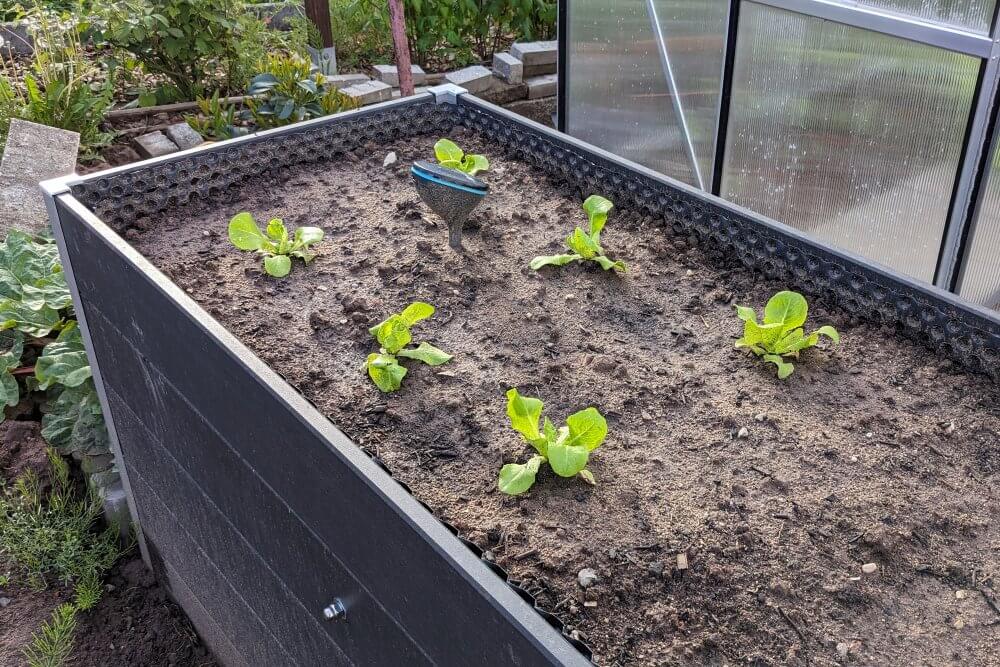 6 Salatpflänzchen wurden ins Hochbeet gepflanzt